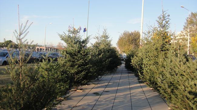 Η σκληρή και σύντομη ιστορία ενός χριστουγεννιάτικου δέντρου
